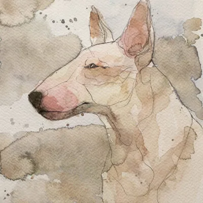 Bulterier,S 58, grafika 18 cm x 24 cm
