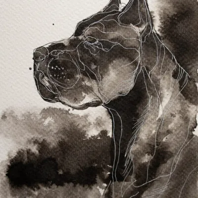 Cane corso (S 62), grafika 18 cm x 24 cm