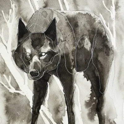 Wilk (F 24) grafika 24 cm x 32 cm