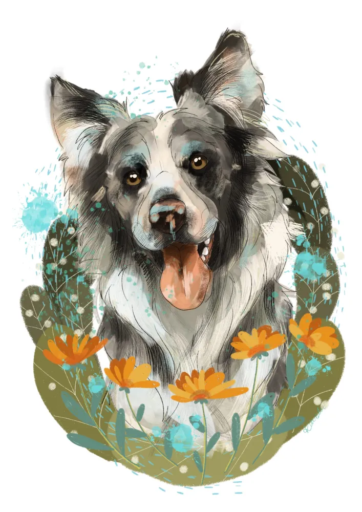 cyfrowy portret rasy- border collie merle