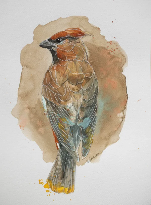 Jemiołuszka - akwarela, oryginał 24×32 cm