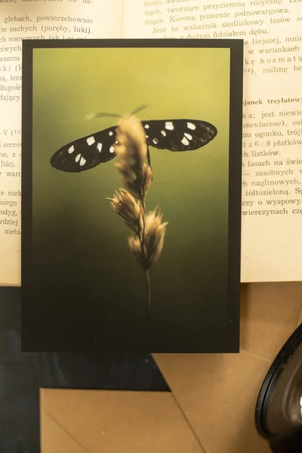 Kartka pocztowa nr 5 seria Robaczki