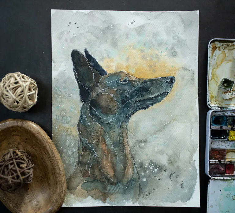 Owczarek Belgijski II - akwarela, oryginał 24×32 cm